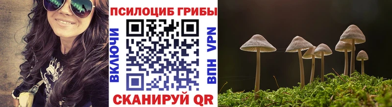 купить   Ессентукская  Псилоцибиновые грибы Cubensis 
